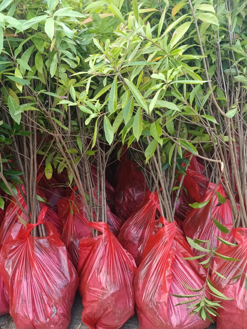 造林木荷杯苗，防火苗，木荷袋苗，自产自销，价格实惠