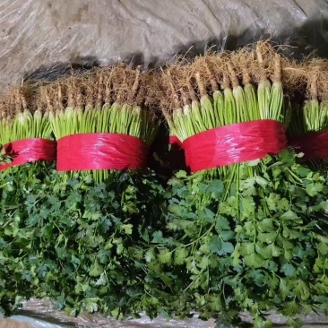 【露天铁杆青香菜】供应:莘县铁杆青香菜货源充足
