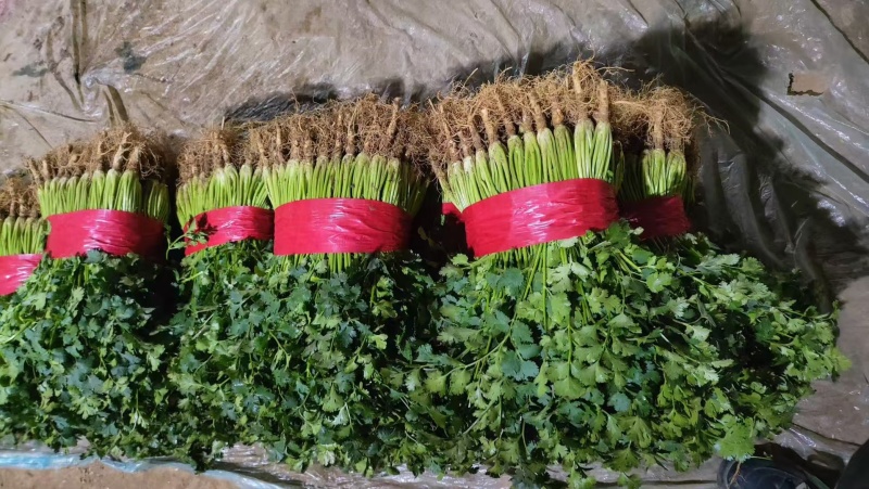 【露天铁杆青香菜】供应:莘县铁杆青香菜货源充足