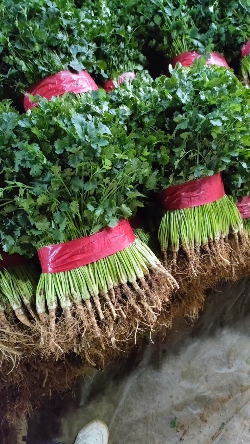 【露天铁杆青香菜】供应:莘县铁杆青香菜货源充足