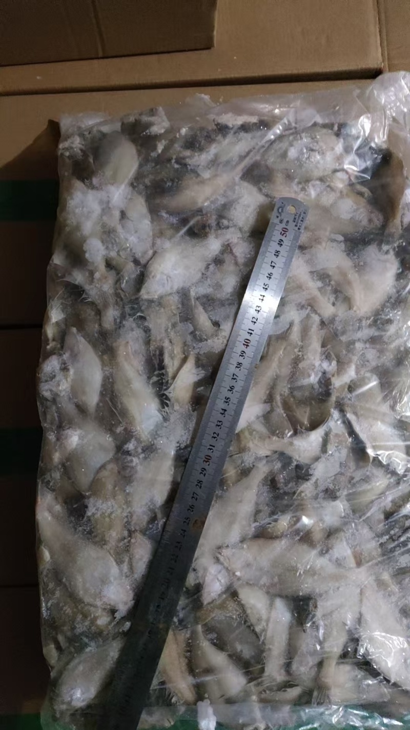 长脖片口单冻，板冻，规格齐全