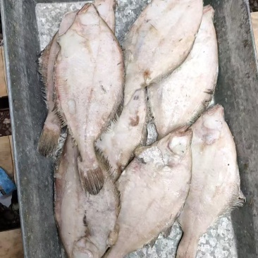 长脖片口单冻，板冻，规格齐全