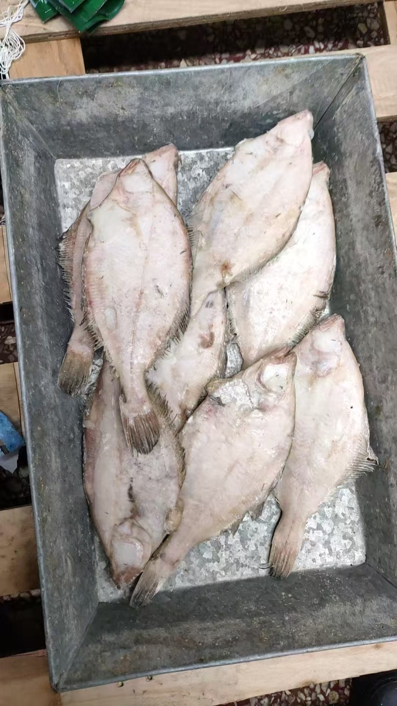 长脖片口单冻，板冻，规格齐全