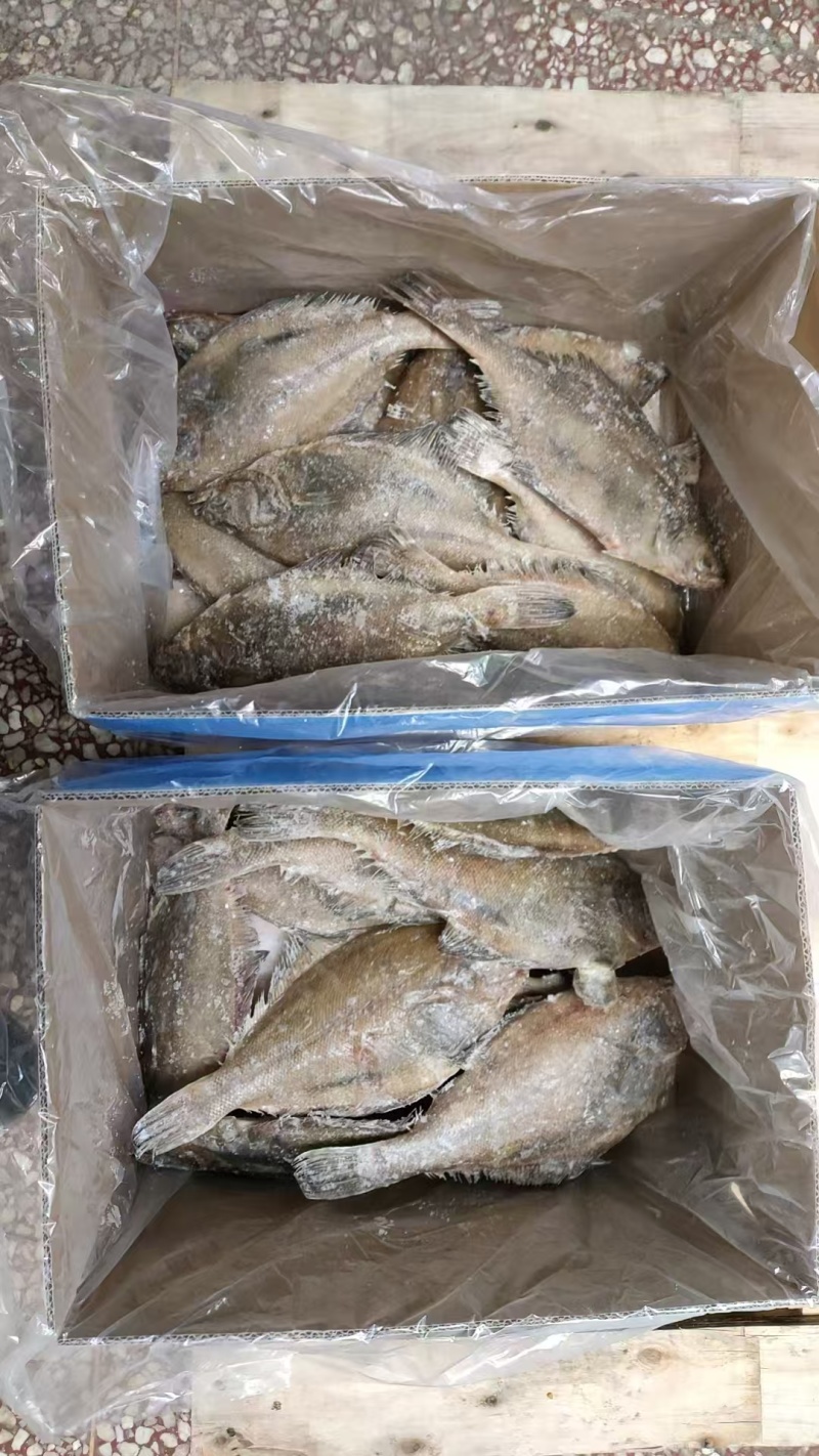 长脖片口单冻，板冻，规格齐全