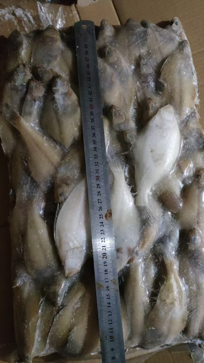 长脖片口单冻，板冻，规格齐全