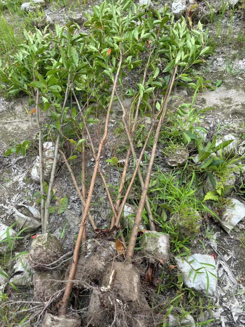 造林苗，裸根苗防火苗杜英裸根，地径08高80以上