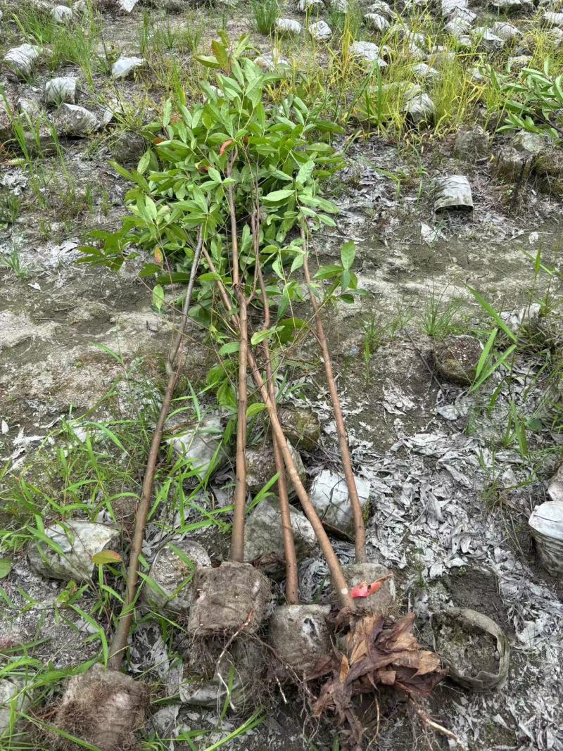 造林苗，裸根苗防火苗杜英裸根，地径08高80以上