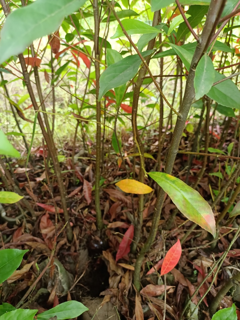 造林苗，裸根苗防火苗杜英裸根，地径08高80以上