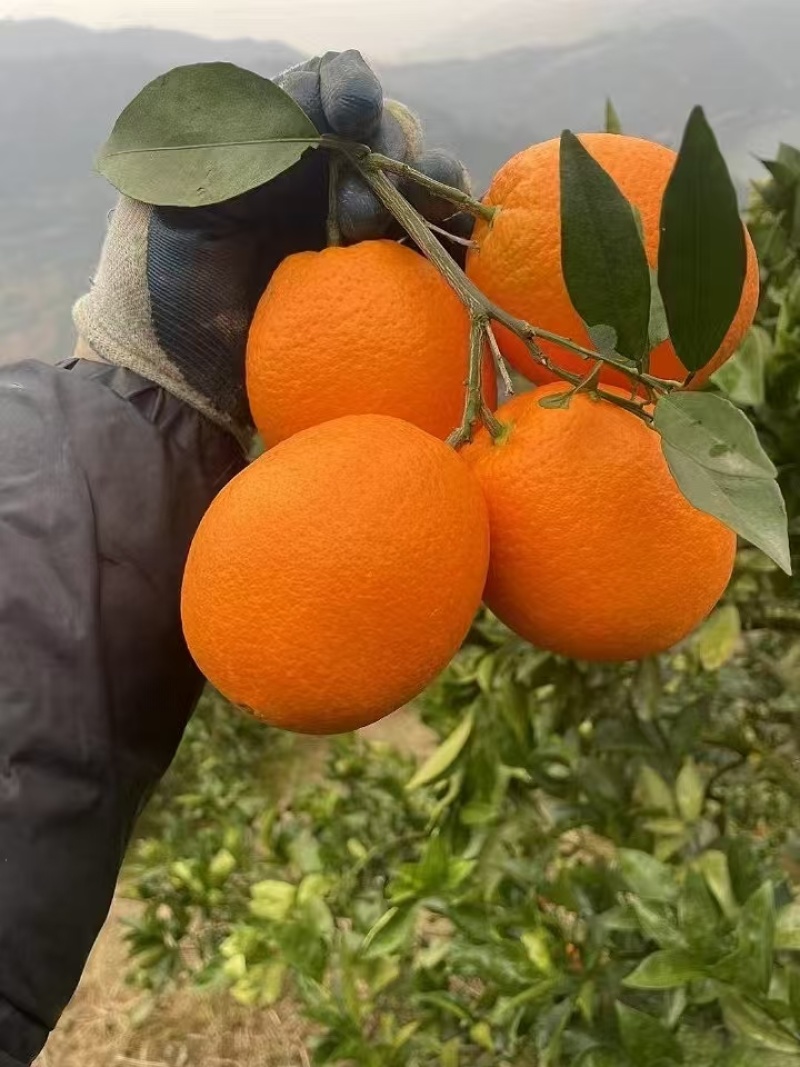 【精选】正宗奉节脐橙现摘现发，果肉细嫩，不催熟不打腊