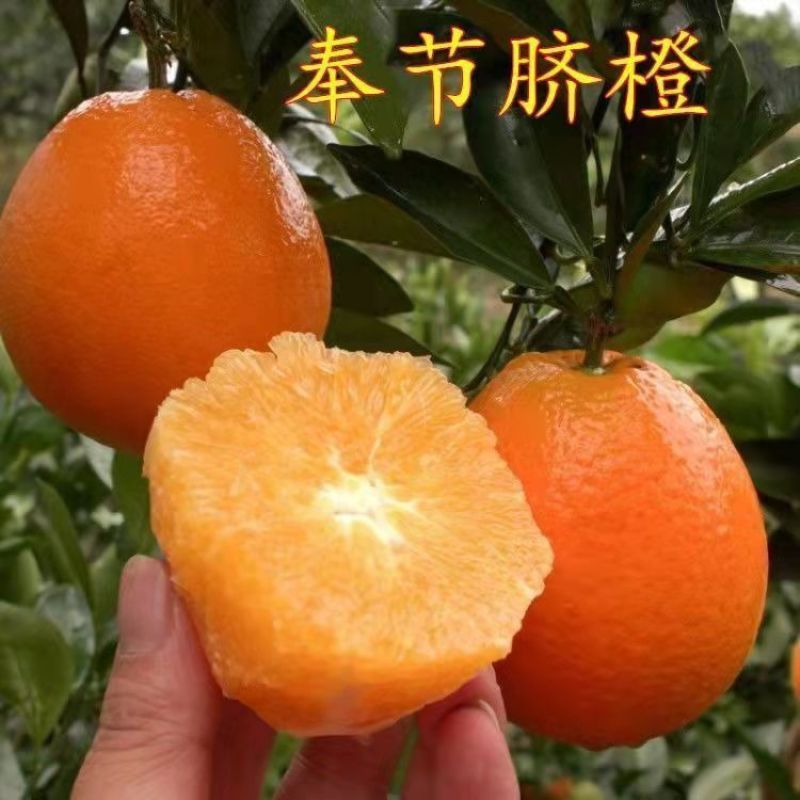 【精选】正宗奉节脐橙现摘现发，果肉细嫩，不催熟不打腊