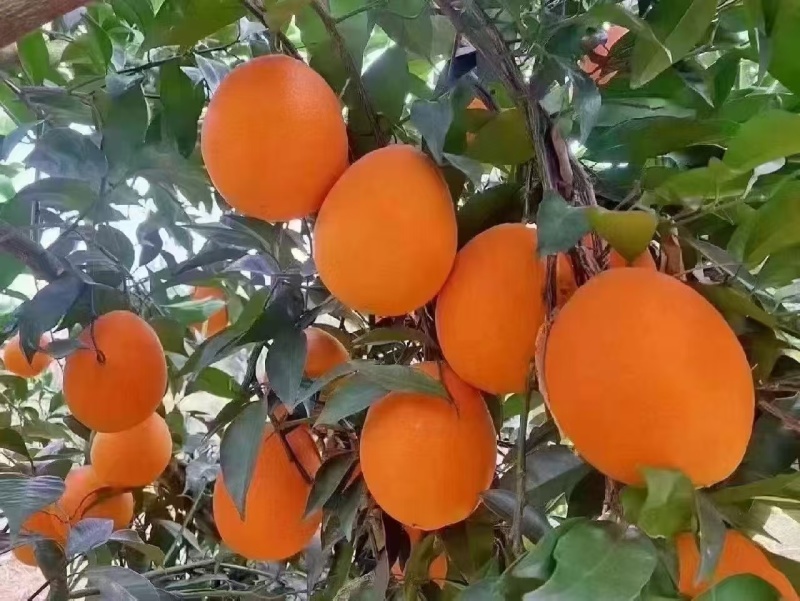 【牛商优选】奉节脐橙大量供应对接电商商超品质保证