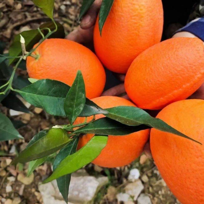 【推荐】精品奉节脐橙大量供应皮薄多汁甜度高果园采