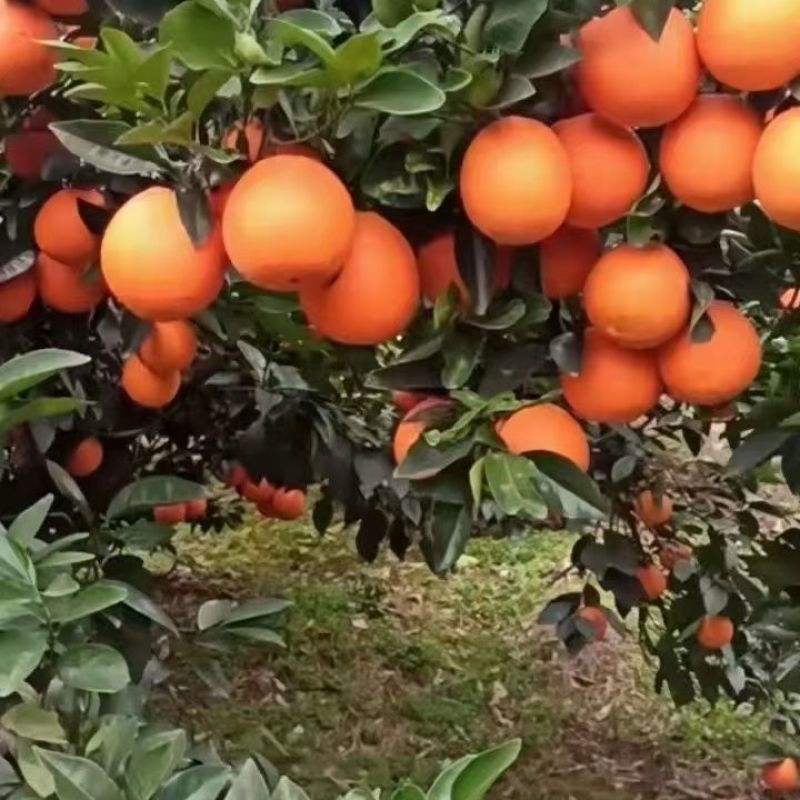 【推荐】精品奉节脐橙大量供应皮薄多汁甜度高果园采