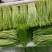 云南白芦蒿