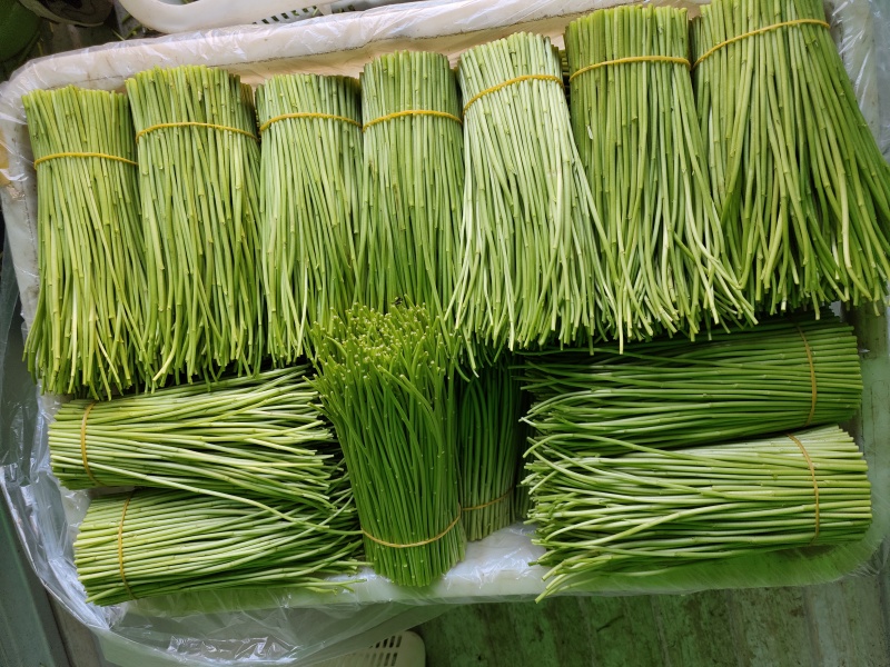 云南白芦蒿