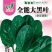 菠菜种子全能大黑叶大圆叶红棍黑叶肥厚耐热耐寒