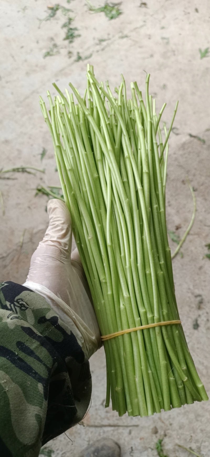 云南白芦蒿