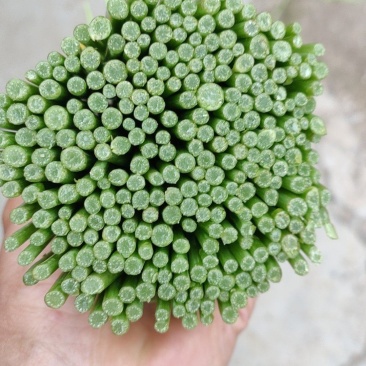云南白芦蒿