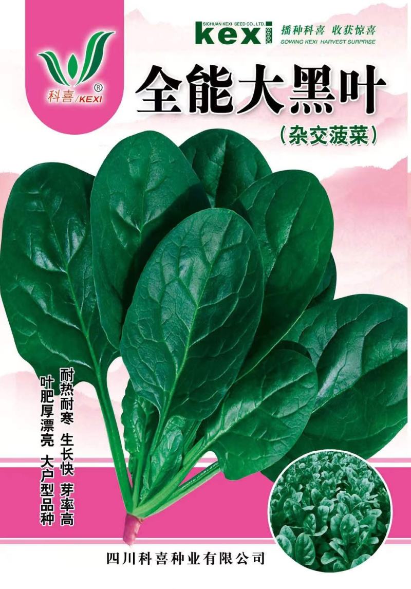 菠菜种子全能大黑叶大圆叶红棍黑叶肥厚耐热耐寒