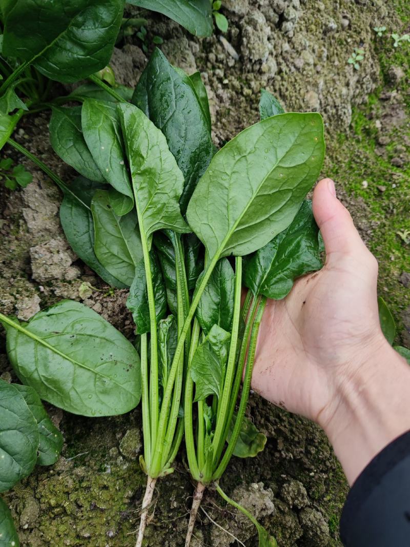 菠菜种子全能大黑叶大圆叶红棍黑叶肥厚耐热耐寒