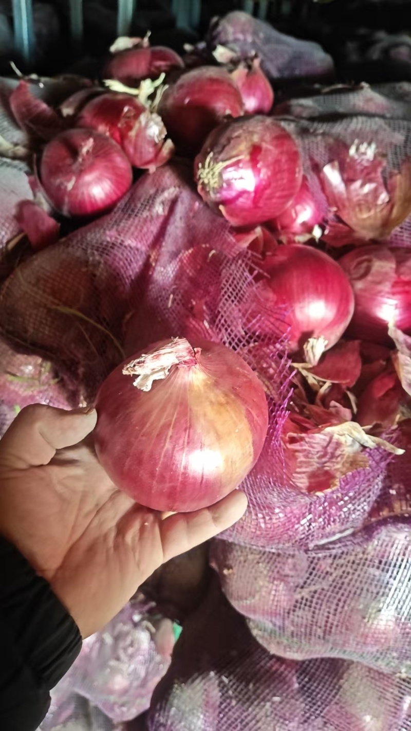 红皮洋葱/量大从优/产地直发货源充足诚信经营可视频看货