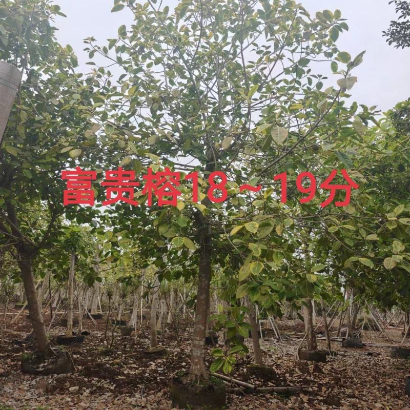 富贵榕18～19分