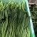 芥菜，云南芥菜，适合各食品加工厂腌制泡菜，价格优，质量好
