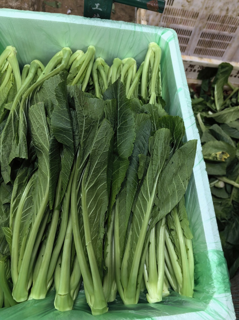 芥菜，云南芥菜，适合各食品加工厂腌制泡菜，价格优，质量好