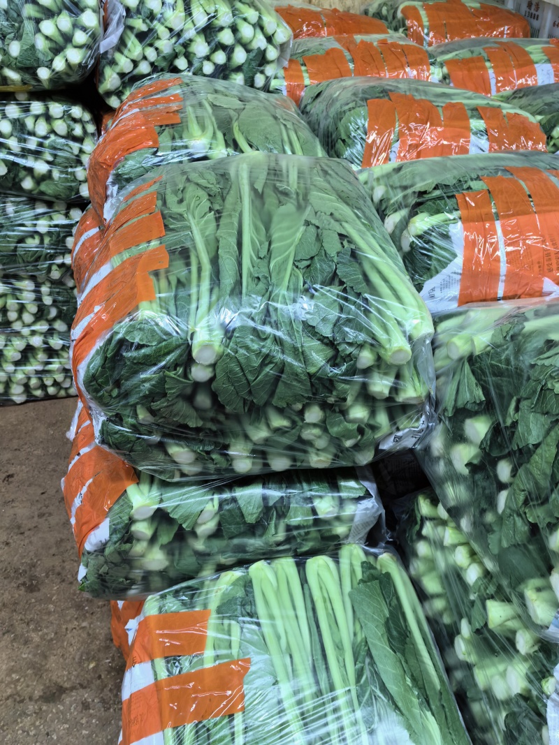 芥菜，云南芥菜，适合各食品加工厂腌制泡菜，价格优，质量好