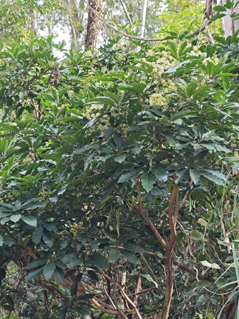 纯正鸭脚冬蜜土蜂蜜口感好价格实惠诚信经营
