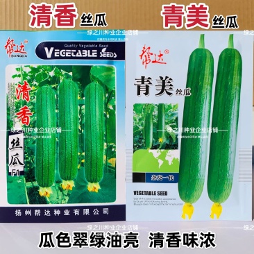 帮达青美丝瓜种子清香丝瓜种子翠绿油亮香丝瓜种籽杂交高产