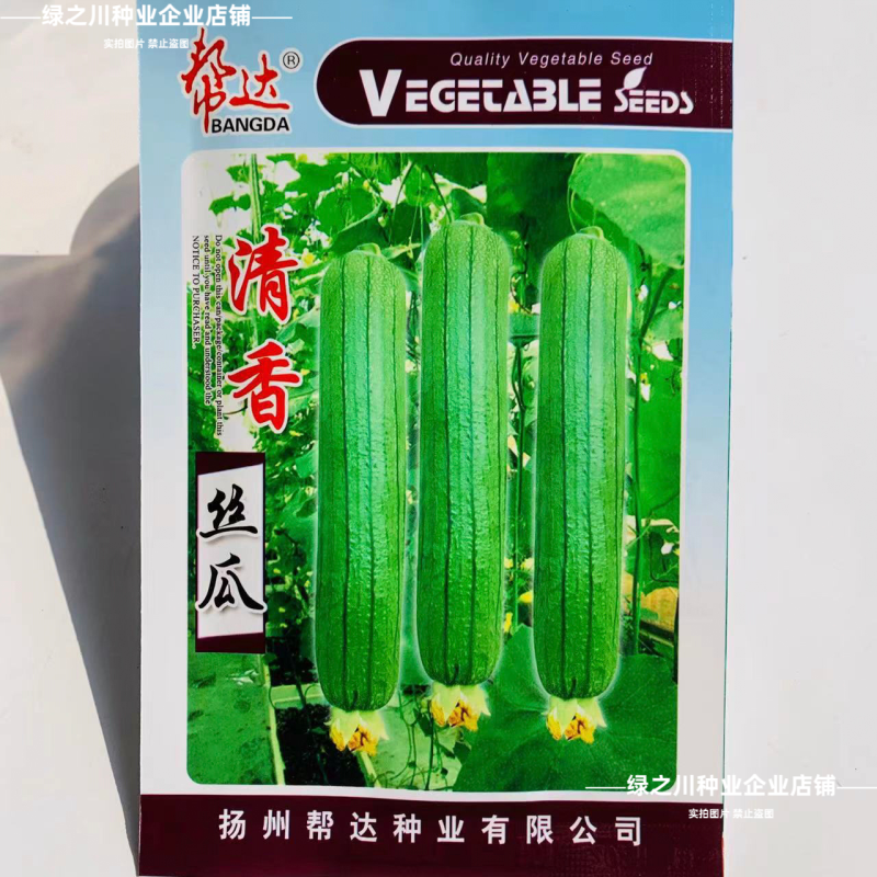 帮达青美丝瓜种子清香丝瓜种子翠绿油亮香丝瓜种籽杂交高产