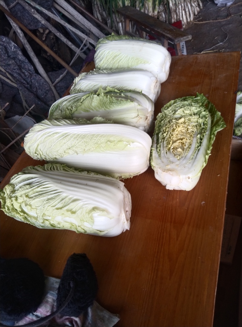 山东优质白菜，产地直供，货源充足，代收代卖，大量走货