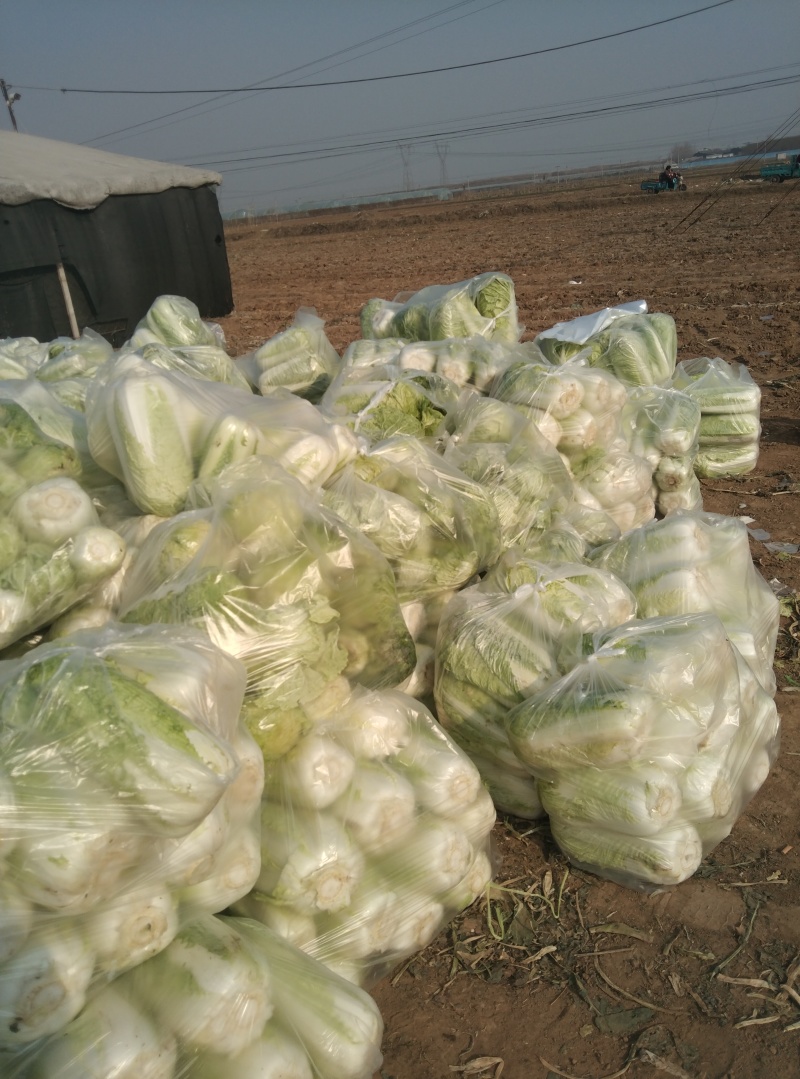 山东优质白菜，产地直供，货源充足，代收代卖，大量走货