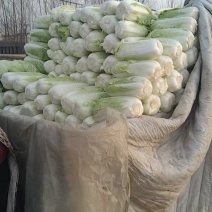 山东优质白菜，产地直供，货源充足，代收代卖，大量走货