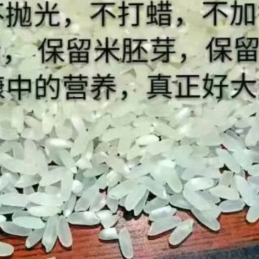 亲手育苗栽收脱粒加工打包发货正宗原产地五常稻花香大米粥米