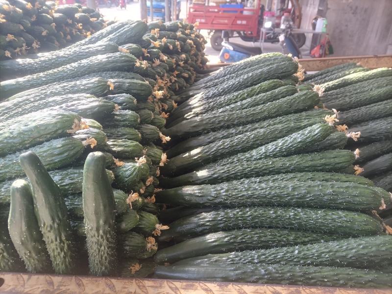 青瓜上市货源充足