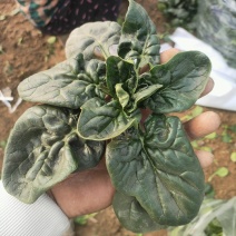 大棚趴地菠菜大量供应欢迎各位客商一亩田联系