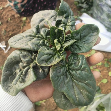大棚趴地菠菜大量供应欢迎各位客商一亩田联系