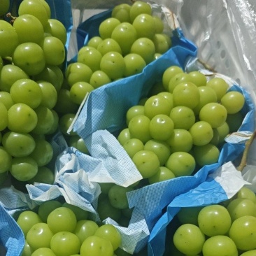 阳光玫瑰