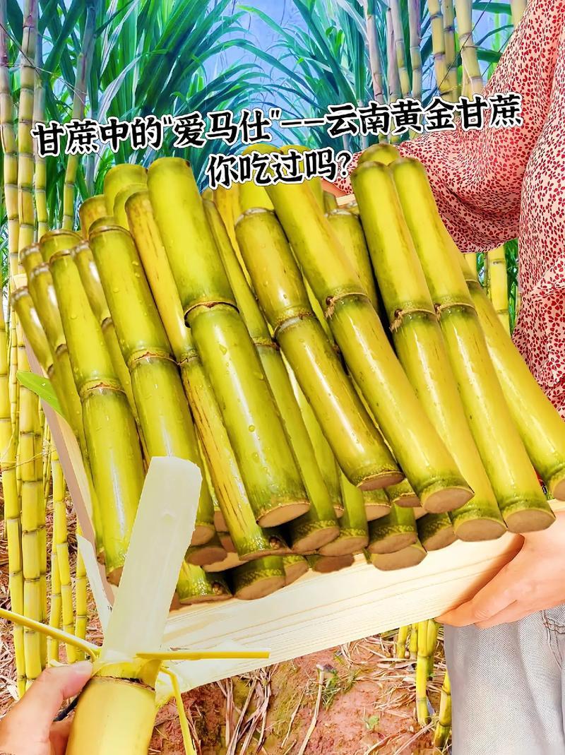 精）云南黄金甘蔗，一口爆汁，酥脆清甜！水分超足，电话询价