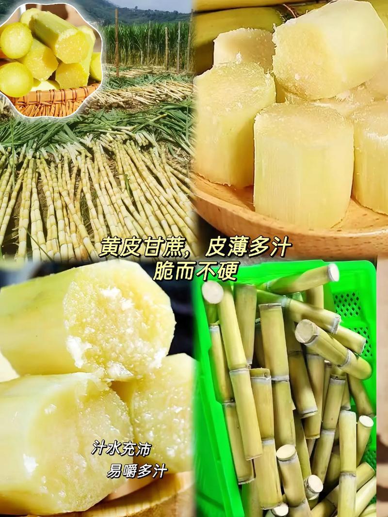精）云南黄金甘蔗，一口爆汁，酥脆清甜！水分超足，电话询价