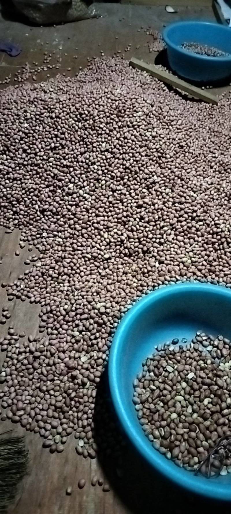 2025白沙花生米-无碎瓣适合榨油，商品，电商，加工厂