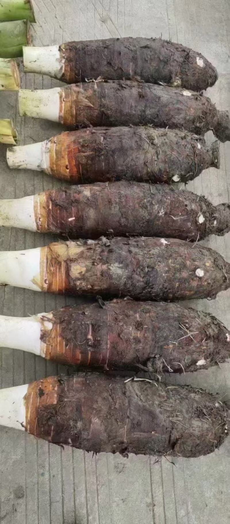 韶关芋头种苗