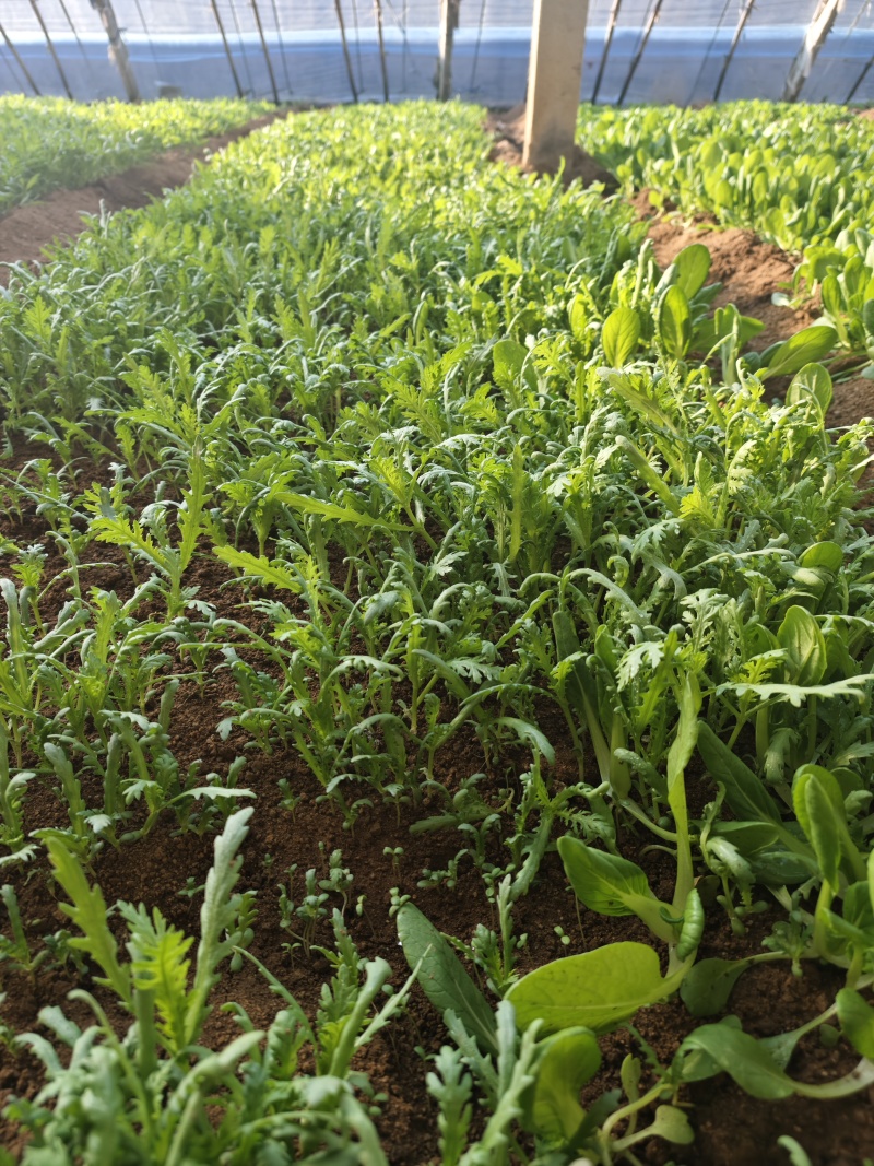 茼蒿