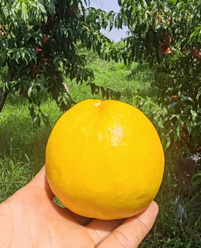 中油34油挑苗早熟黄肉浓甜个大丰产