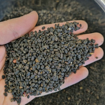 补骨脂各种中药材批发质量保证价格低廉诚信经营