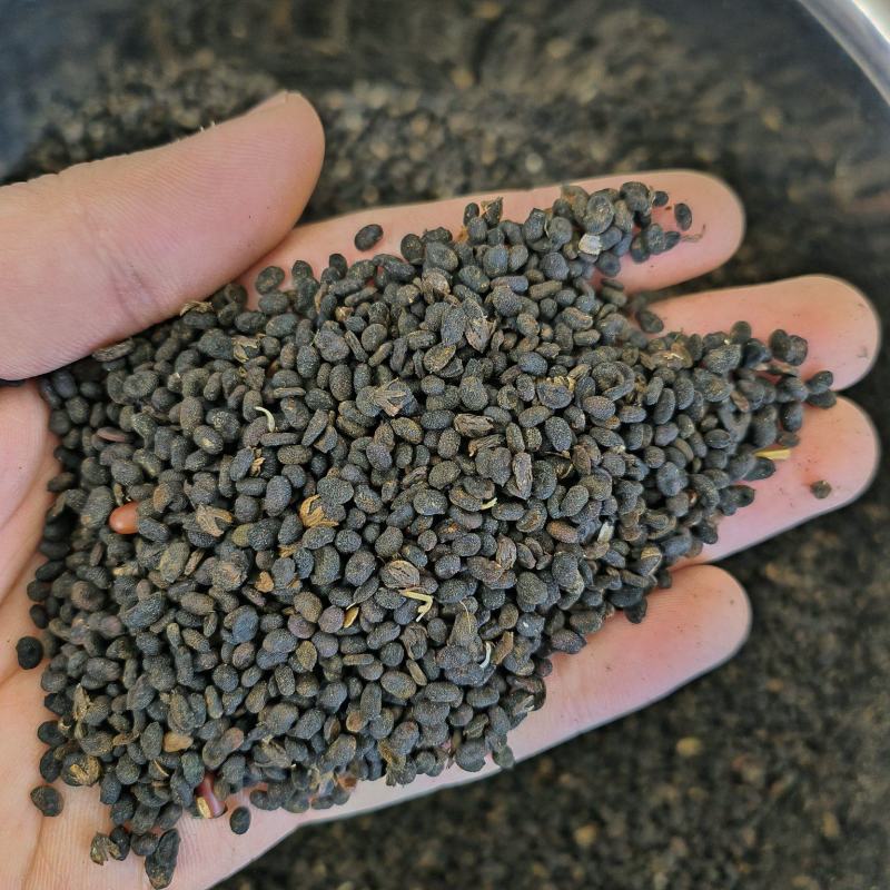 补骨脂各种中药材批发质量保证价格低廉诚信经营