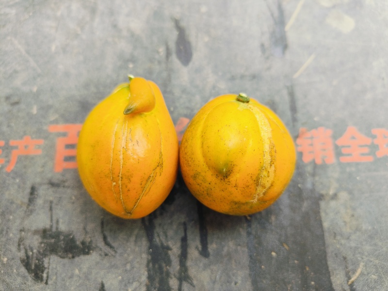 融安金桔-脆蜜金柑-B级果，纯甜无酸-无籽无核