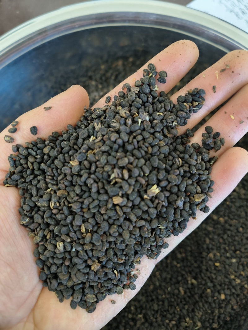 补骨脂各种中药材批发质量保证价格低廉诚信经营